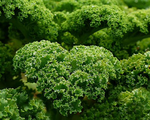 Image of bunches of kale