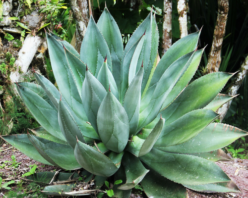 image of an aloe vera plant