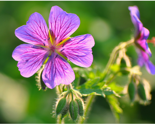 Geranium