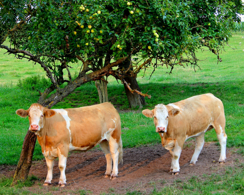 Image of two cows