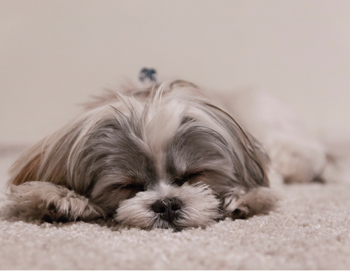 Image of a puppy sleeping