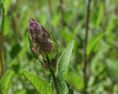 Image of Clary Sage